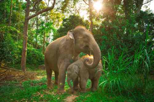 Green Elephant Sanctuary